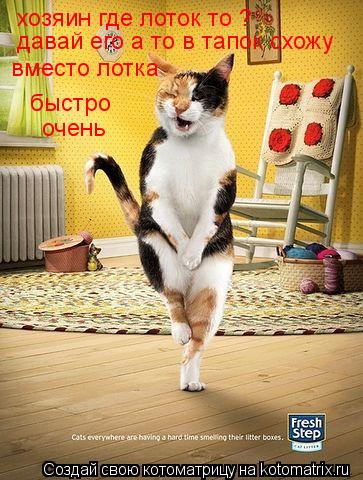 Котоматрица: хозяин где лоток то ? давай его а то в тапок схожу вместо лотка быстро очень