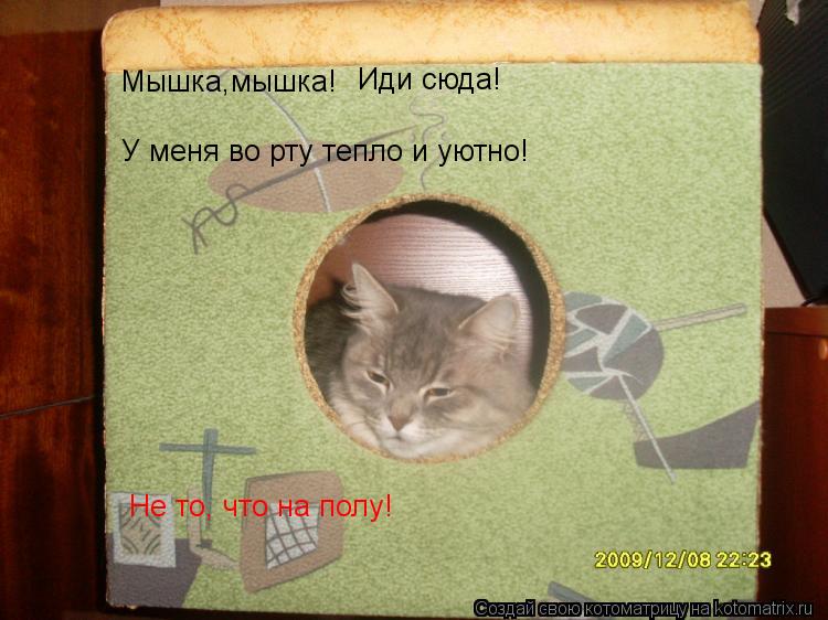 Котоматрица: Мышка,мышка! Иди сюда! У меня во рту тепло и уютно!  Не то, что на полу!