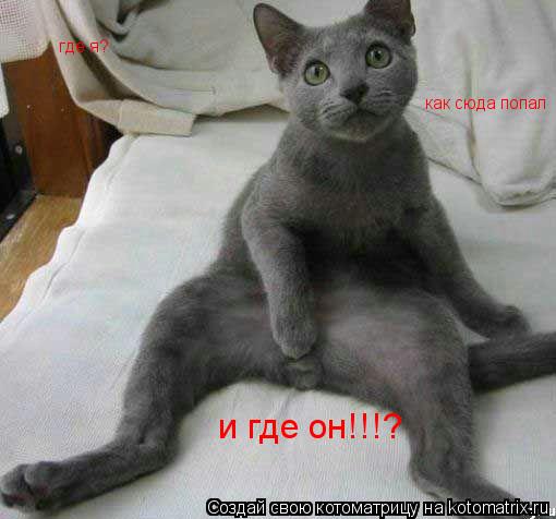 Котоматрица: как сюда попал где я? и где он!!!?