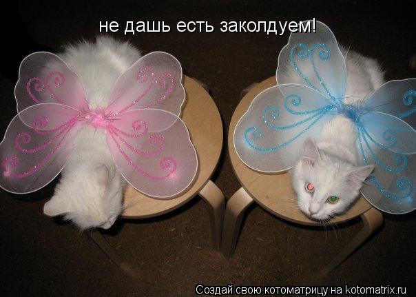 Котоматрица: не дашь есть заколдуем!
