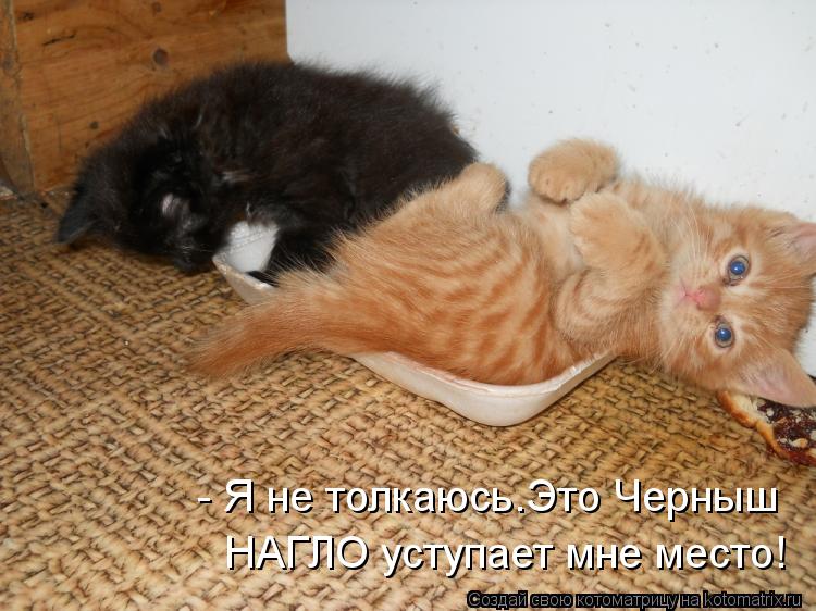 Котоматрица: - Я не толкаюсь.Это Черныш НАГЛО уступает мне место!