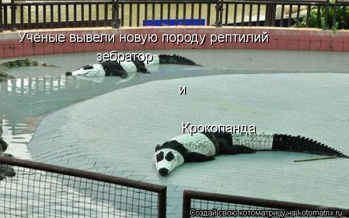 Котоматрица: Учёные вывели новую породу рептилий Крокопанда и зебратор