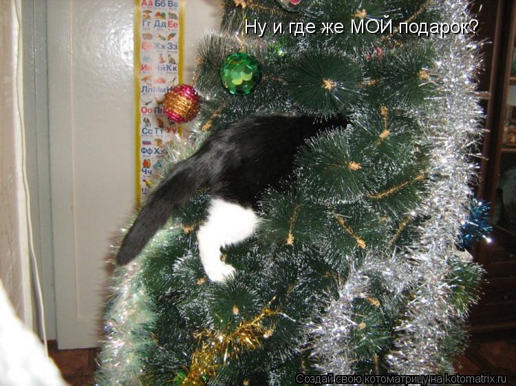 Котоматрица: Ну и где же МОЙ подарок?