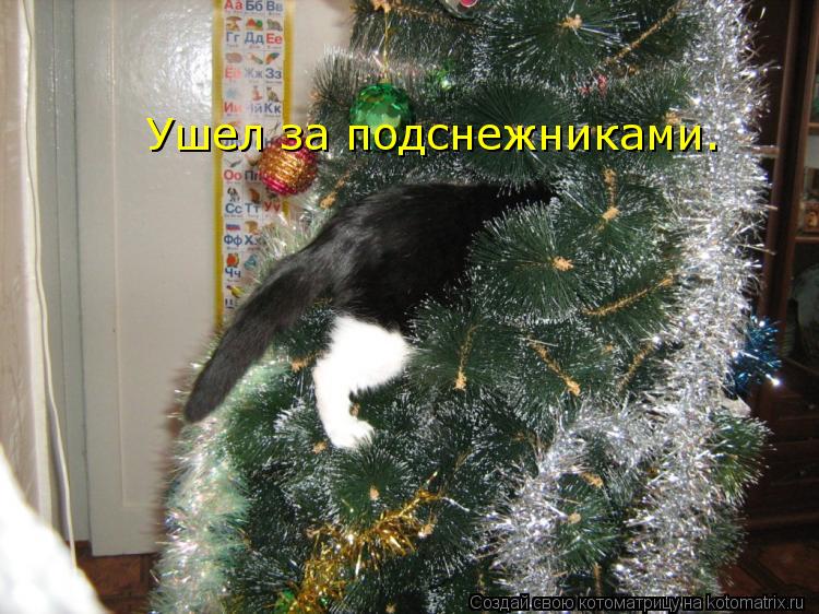 Котоматрица: Ушел за подснежниками.