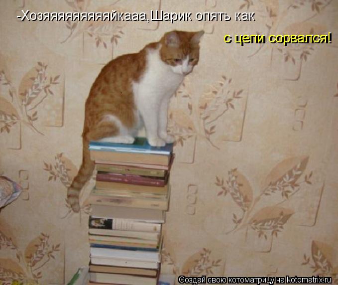 Котоматрица: -Хозяяяяяяяяяйкааа,Шарик опять как  с цепи сорвался! с цепи сорвался!