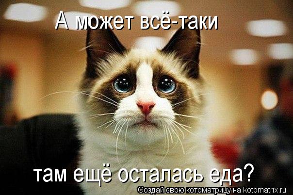 Котоматрица: А может всё-таки там ещё осталась еда?