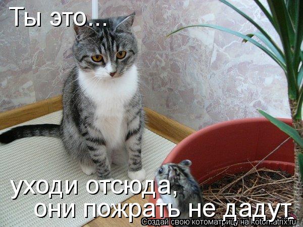 Котоматрица: Ты это...  уходи отсюда, они пожрать не дадут