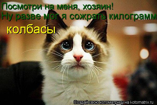 Посмотри на меня, хозяин! Ну разве мог я сожрать килограмм колбасы... Котоматрица: Посмотри на меня, хозяин! Ну разве мог я сожрать килограмм колбасы
