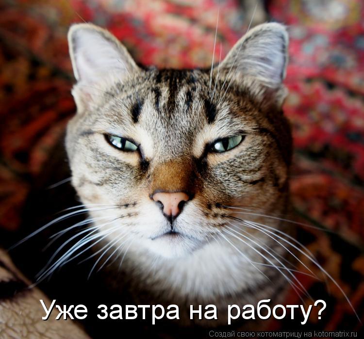Котоматрица: Уже завтра на работу?