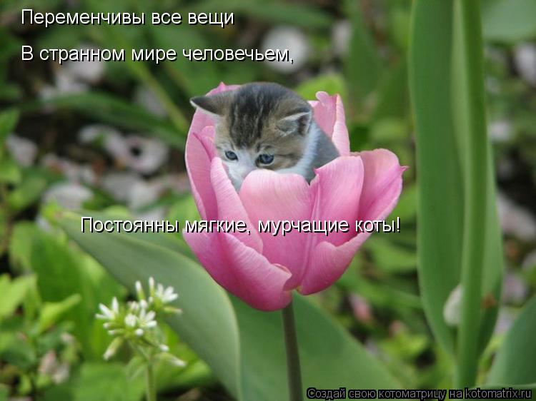Переменчивы все вещи В странном мире человечьем, Постоянны мягкие, мурчащие коты!... Котоматрица: Переменчивы все вещи В странном мире человечьем, Постоянны мягкие, мурчащие коты!