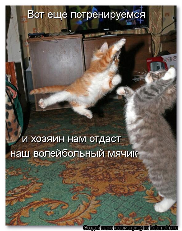 Вот еще потренируемся и хозяин нам отдаст наш волейбольный мячик... Котоматрица: Вот еще потренируемся и хозяин нам отдаст наш волейбольный мячик