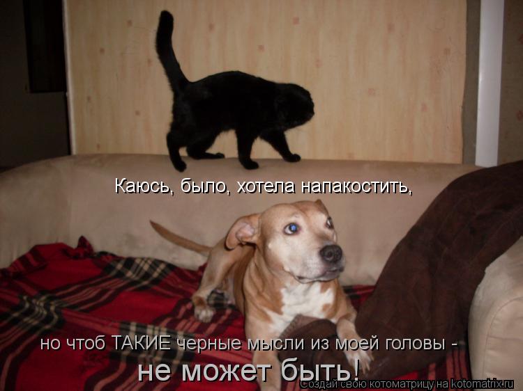Каюсь, было, хотела напакостить, но чтоб ТАКИЕ черные мысли из моей головы - не может быть!... Котоматрица: Каюсь, было, хотела напакостить, но чтоб ТАКИЕ черные мысли из моей головы - не может быть!