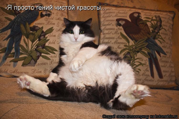 -Я просто гений чистой красоты...... Котоматрица: -Я просто гений чистой красоты...