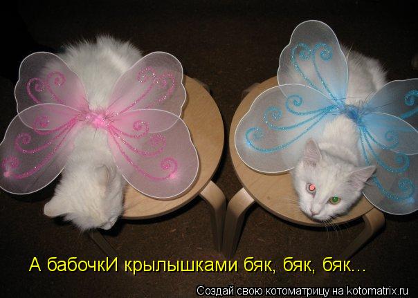 Котоматрица: А бабочкИ крылышками бяк, бяк, бяк...