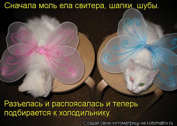 Котоматрица: Разъелась и распоясалась и теперь  подбирается к холодильнику. Сначала моль ела свитера, шапки, шубы.