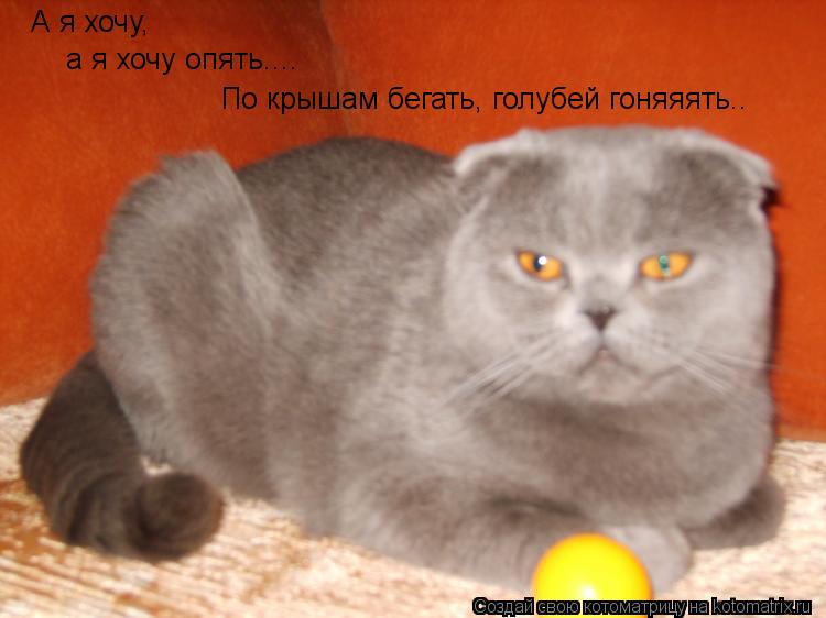 Котоматрица: А я хочу,  а я хочу опять.... По крышам бегать, голубей гоняяять..