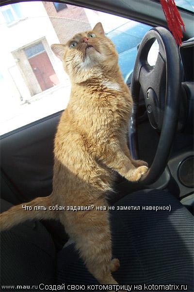 Котоматрица: Что пять собак задавил? неа не заметил наверное)