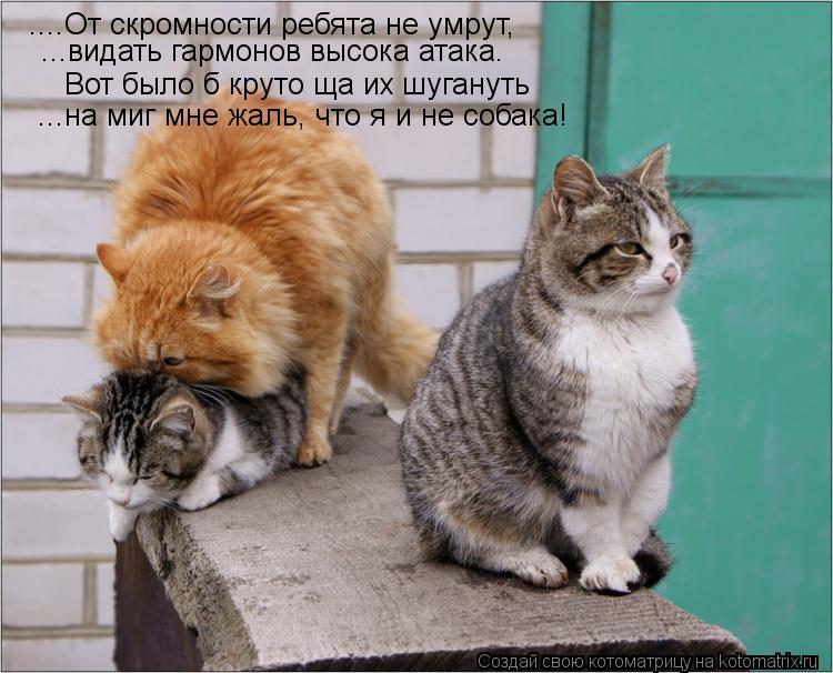 Котоматрица: ....От скромности ребята не умрут, Вот было б круто ща их шугануть ...видать гармонов высока атака. ...на миг мне жаль, что я и не собака!