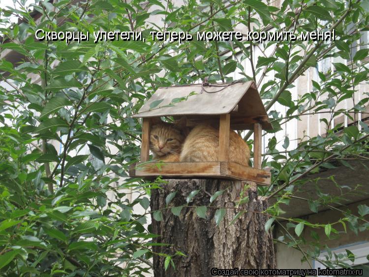 Котоматрица: Скворцы улетели, теперь можете кормить меня! Скворцы улетели, теперь можете кормить меня!