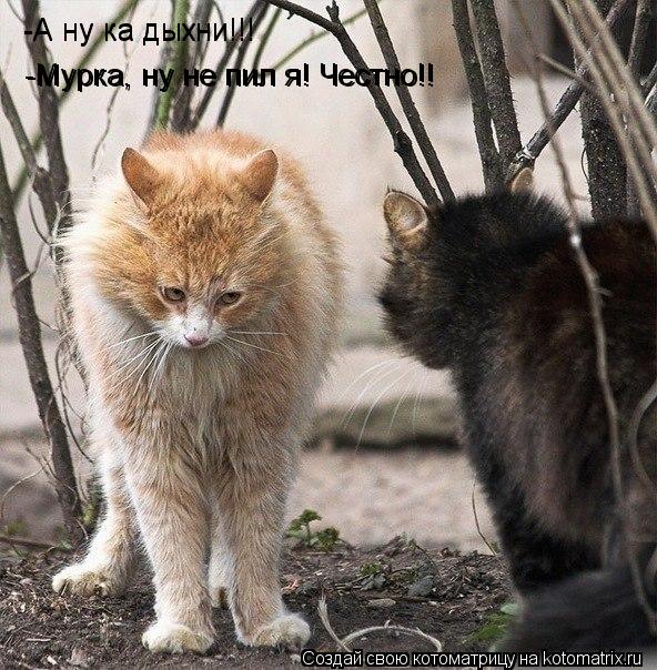 Котоматрица: -А ну ка дыхни!!! -Мурка, ну не пил я! Честно!! -Мурка, ну не пил я! Честно!! -А ну ка дыхни!!!