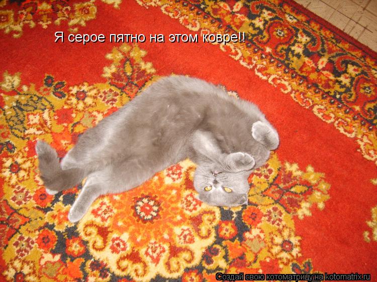 Котоматрица: Я серое пятно на этом ковре!!