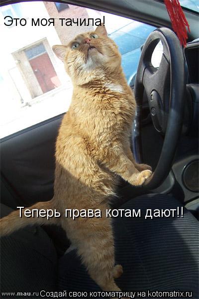 Котоматрица: Это моя тачила! Теперь права котам дают!!
