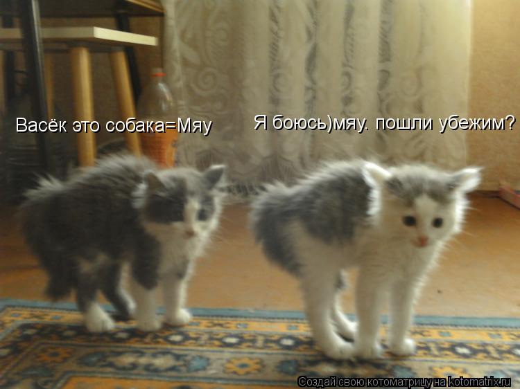 Котоматрица: Васёк это собака=Мяу Я боюсь)мяу. пошли убежим?