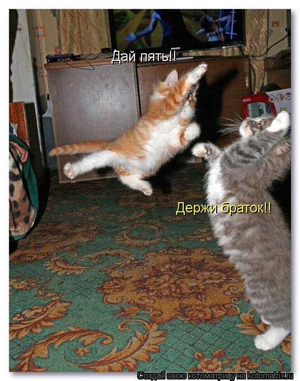 Котоматрица: Дай пять!!  Держи браток!!