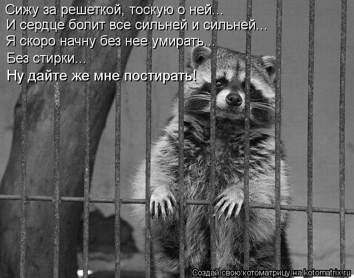 Сижу за решеткой, тоскую о ней... И сердце болит все сильней и сильней... Я скоро начну без нее умира... Котоматрица: Сижу за решеткой, тоскую о ней... И сердце болит все сильней и сильней... Я скоро начну без нее умирать... Без стирки... Ну дайте же мне постирать