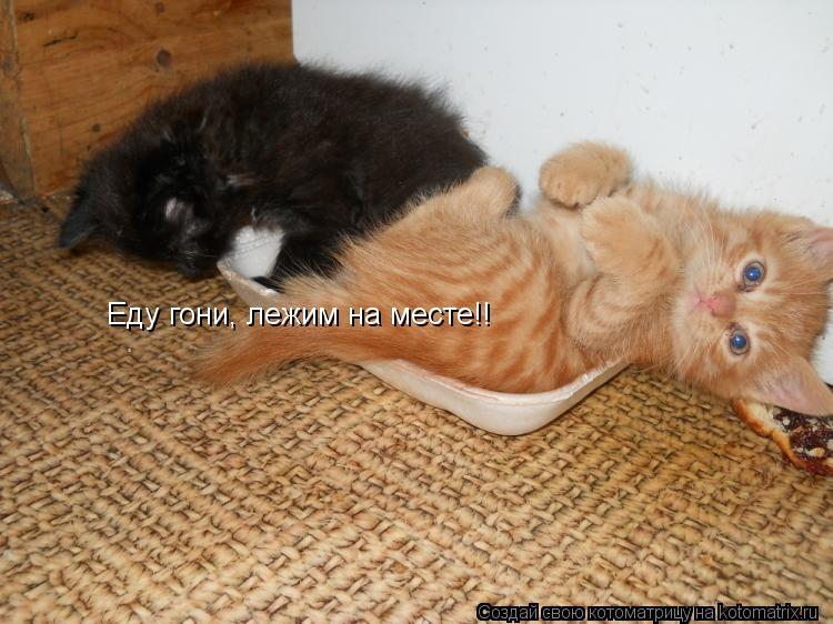 Еду гони, лежим на месте!!... Котоматрица: Еду гони, лежим на месте!!