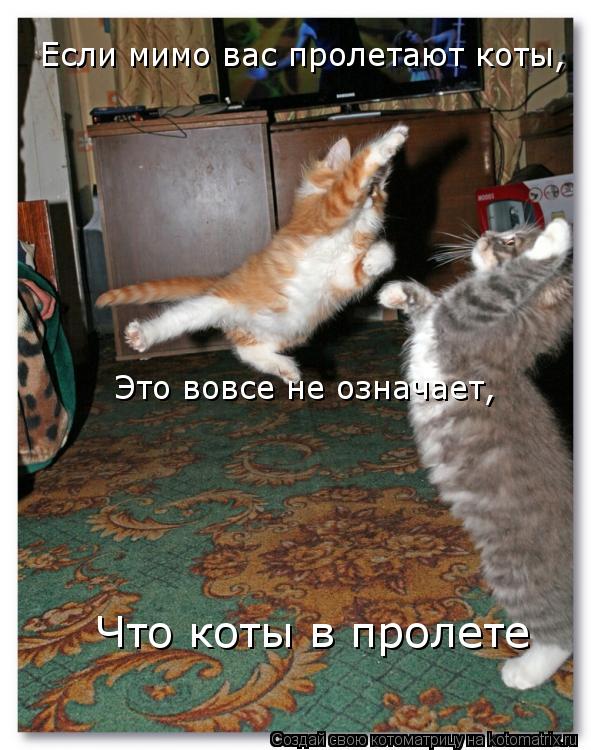 Если мимо вас пролетают коты, Это вовсе не означает, Что коты в пролете... Котоматрица: Если мимо вас пролетают коты, Это вовсе не означает, Что коты в пролете