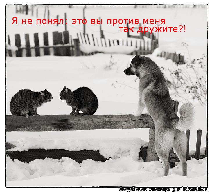 Я не понял: это вы против меня так дружите?!... Котоматрица: Я не понял: это вы против меня так дружите?!