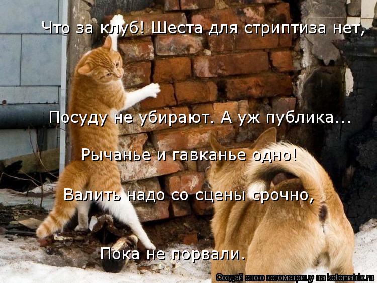 Что за клуб! Шеста для стриптиза нет, Посуду не убирают. А уж публика... Рычанье и гавканье одно! Вал... Котоматрица: Что за клуб! Шеста для стриптиза нет, Посуду не убирают. А уж публика... Рычанье и гавканье одно! Валить надо со сцены срочно, Пока не порвали.