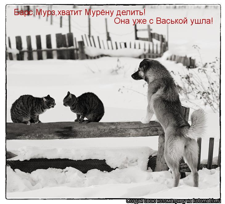 Барс,Мурз,хватит Мурёну делить! Она уже с Васькой ушла!... Котоматрица: Барс,Мурз,хватит Мурёну делить! Она уже с Васькой ушла!