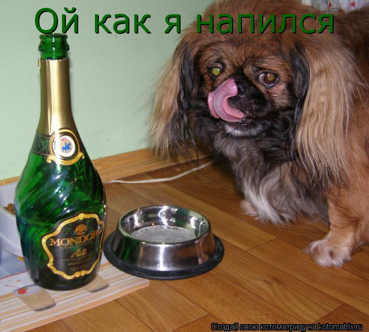 Ой как я напился... Котоматрица: Ой как я напился