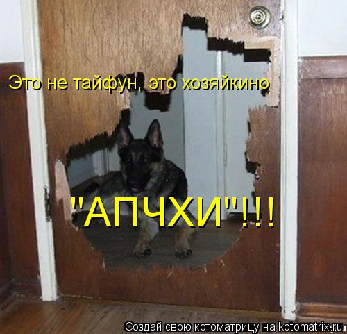 Это не тайфун, это хозяйкино "АПЧХИ"!!!... Котоматрица: Это не тайфун, это хозяйкино "АПЧХИ"!!!