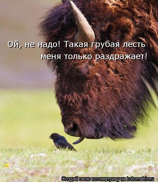 Котоматрица: Ой, не надо! Такая грубая лесть меня только раздражает!