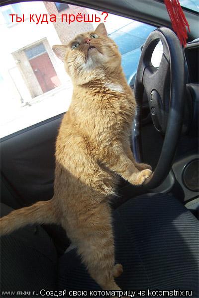 ты куда прёшь?... Котоматрица: ты куда прёшь?