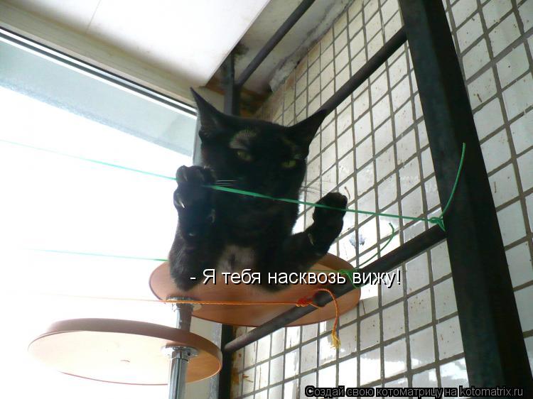 - Я тебя насквозь вижу!... Котоматрица: - Я тебя насквозь вижу!