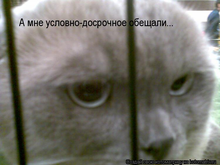 А мне условно-досрочное обещали...... Котоматрица: А мне условно-досрочное обещали...