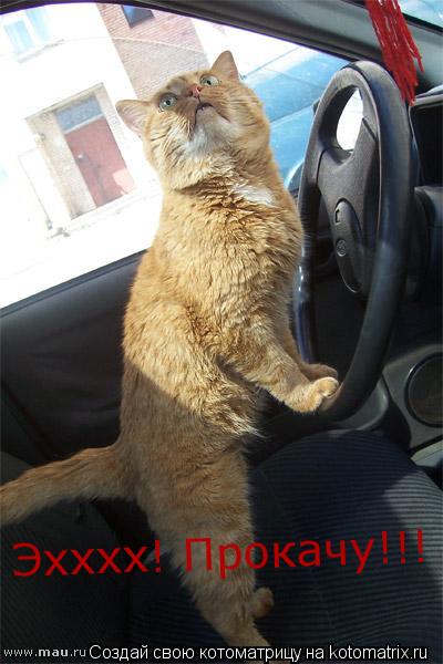Эхххх! Прокачу!!! Эхххх! Прокачу!!!... Котоматрица: Эхххх! Прокачу!!! Эхххх! Прокачу!!!