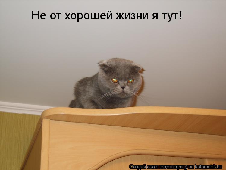 Котоматрица: Не от хорошей жизни я тут!