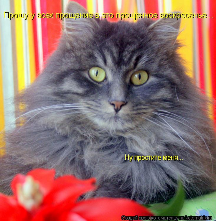 Котоматрица: Прошу у всех прощение в это прощенное воскресенье... Ну простите меня...