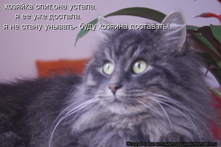 Котоматрица: хозяйка спит,она устала,  я ее уже достала.  я ее уже достала. я не стану унывать- буду хозяина доставать! я не стану унывать- буду хозяина дост