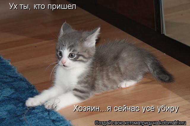 Котоматрица: Ух ты, кто пришел Ух ты, кто пришел Хозяин...я сейчас усё убиру