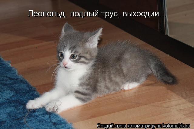 Котоматрица: Леопольд, подлый трус, выхоодии...