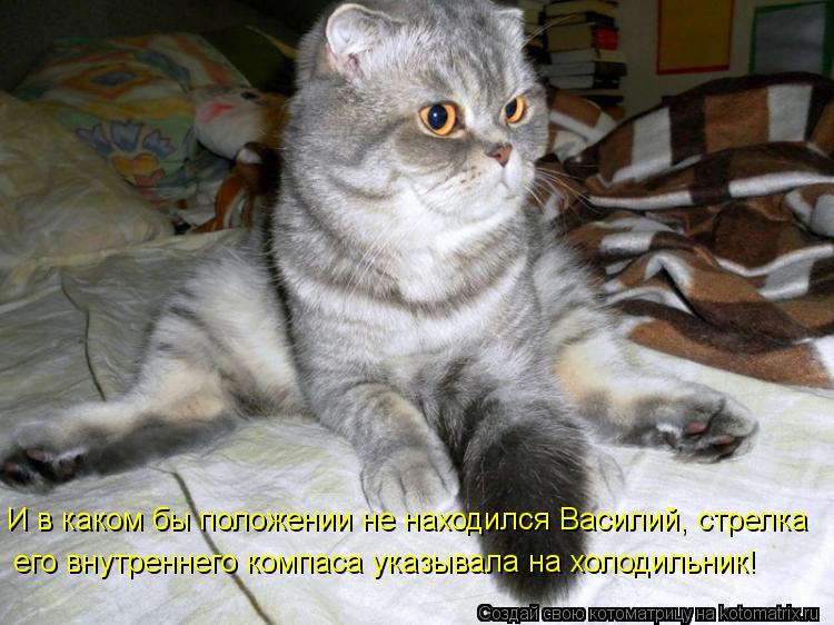 Котоматрица: И в каком бы положении не находился Василий, стрелка его внутреннего компаса указывала на холодильник!