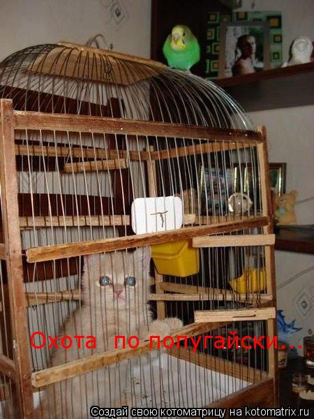 Котоматрица: Охота  по попугайски...