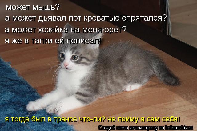 Котоматрица: может мышь? а может дьявал пот кроватью спрятался? а может хозяйка на меня орёт? я же в тапки ей пописал! я тогда был в трансе что-ли? не пойму 