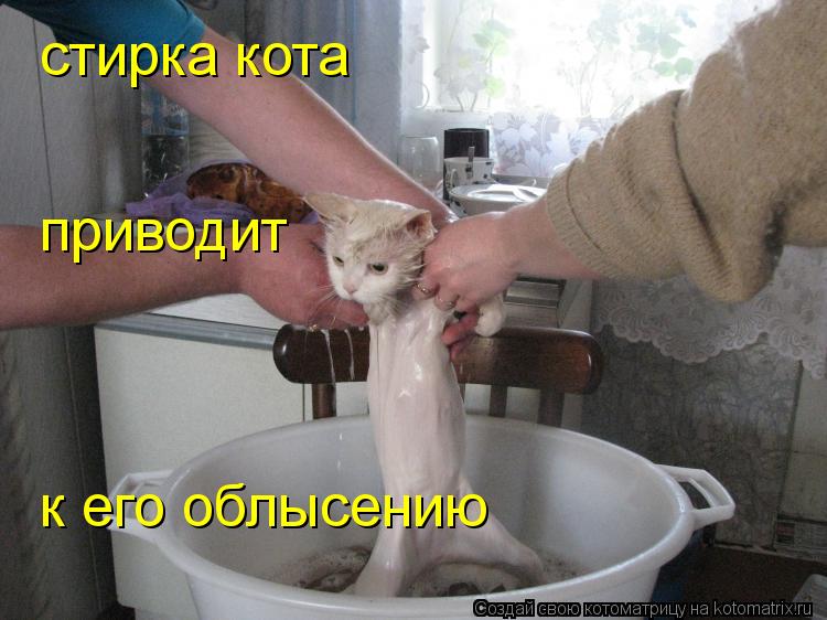 Котоматрица: стирка кота приводит к его облысению